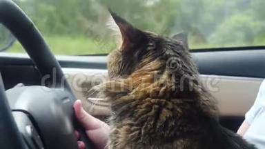 美丽的缅因州库恩猫和一个主人在车里旅行坐在他的脚在方向舵。3840x2160
